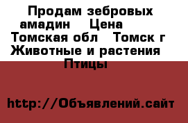 Продам зебровых амадин. › Цена ­ 700 - Томская обл., Томск г. Животные и растения » Птицы   